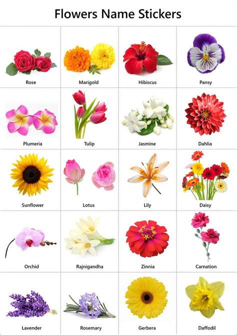 Common types of flowers with pictures. Flowers Name in English: Pictures | Videos | Charts - Ira ...