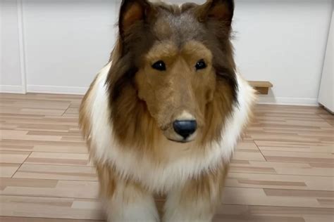 Man Spends Over 15000 To Transform Into Dog