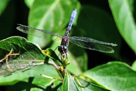 What S The Difference Dragonfly Vs Damselfly Forest Preserve District Of Will County