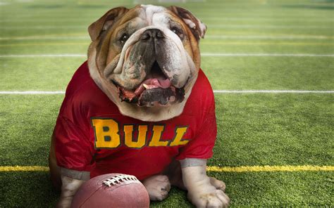 Bulldog Playing Football Wallpaper Pc Wallpaper Wallpaperlepi