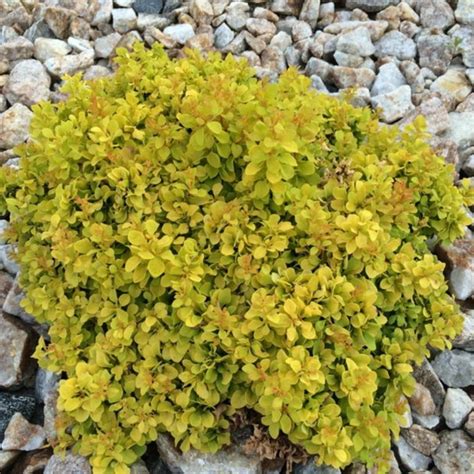 Barberry Golden Nugget