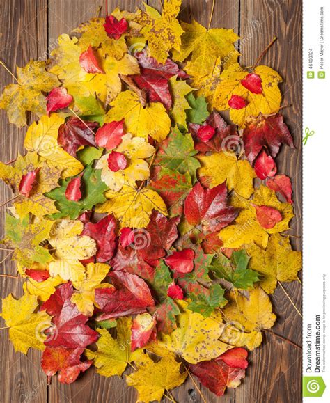 Autumn Leaves On Table Stock Photo Image Of Leaves Closeup 46400724