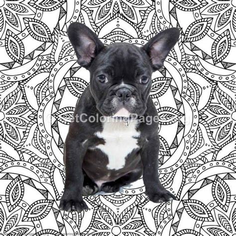 Analysis of the french bulldog. Bulldog Puppy Coloring Pages - GetColoringPages.org # ...