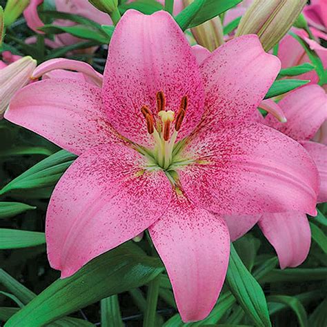 Pink Brush Asiatic Lily Best Hardy Lily Perennial Bulbs To Buy For An