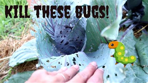 Homemade Bug Spray For The Garden Youtube