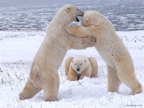Polar Bears Playing Photography 9 Preview