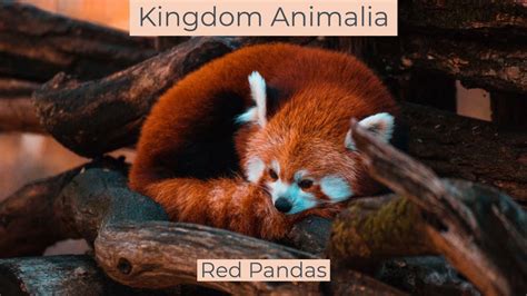 Kingdom Animalia Red Pandas Youtube