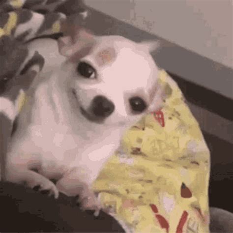 Smiley Chihuahua  Smiley Chihuahua Funny Discover And Share S