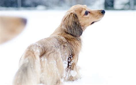 Selective Focus Photography Of Long Coated Brown Dog In Snow Hd