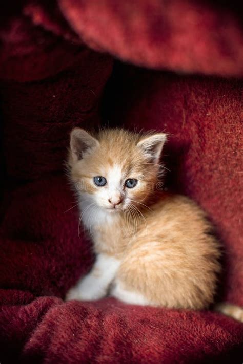 Ginger Kitten Stock Image Image Of Eyes Kitten Blue 94755661