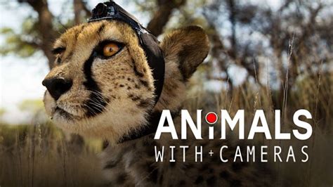 Animals With Cameras 2018 Documentary Series Cosmos Documentaries