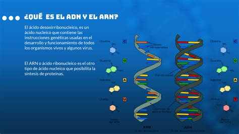 Solution Exposicion De Biologia Adn Y Arn Studypool