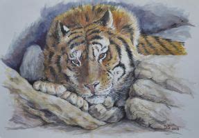 Sumatran Tiger Coloured Pencils By Sarahharas07 On DeviantArt