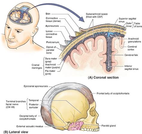 Scalp And Calvarial Reconstruction Plastic Surgery Key