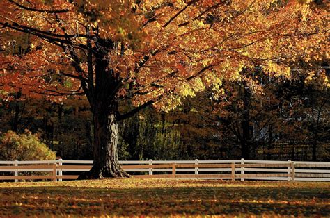 A Guide To The Autumn Palette Of Connecticuts Trees Hartford Courant