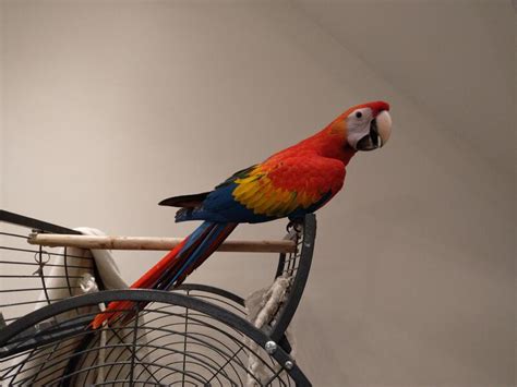 Scarlet Macaw Baby Hand Reared Birdtrader