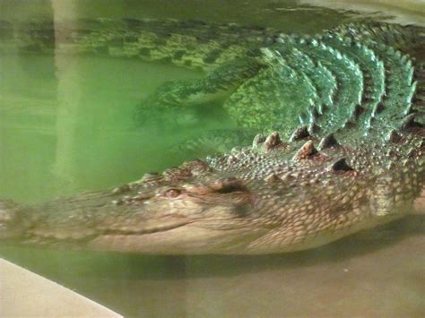 Maniac The Giant Saltwater Croc Maniac Has Many Movie Appearances And