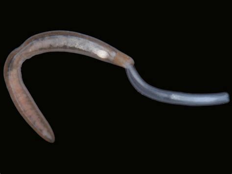 Nemertea Nemertean Or Ribbon Worms Marine Worm Images