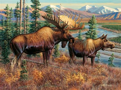 🔥 72 Moose Wallpaper Wallpapersafari