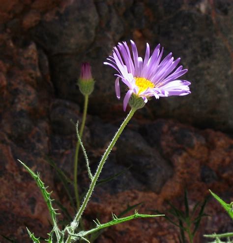 Mojave Aster Death Valley Shot In Titus Canyon Near Wher Flickr