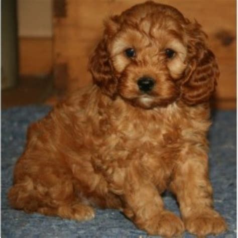 Please be aware of scammers !!!! Cockapoo Breeders in Wisconsin | FreeDogListings