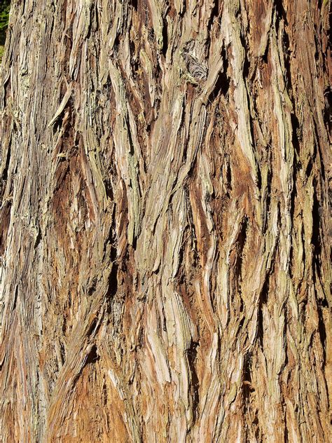 Redwood Bark Sequoia Redwood