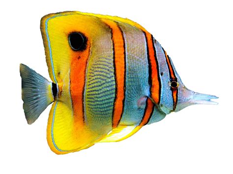 Aquarium Angelfish Png Picture Png All Png All
