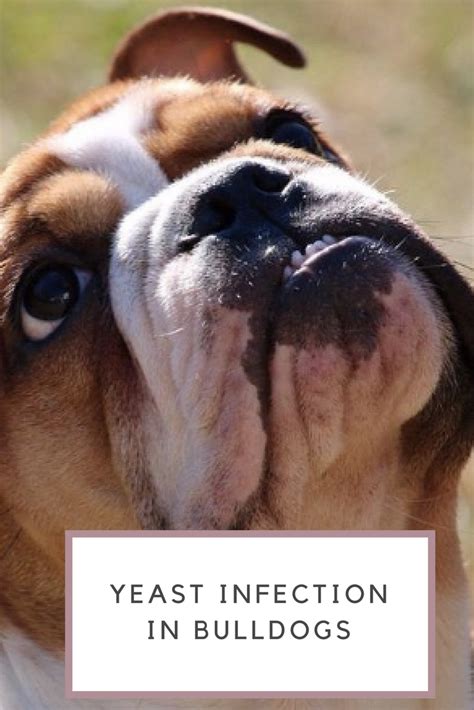 55 Bulldog Skin Infections Photo Bleumoonproductions