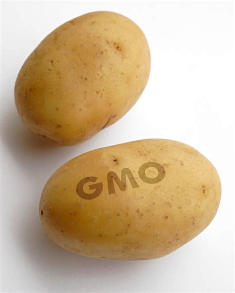 Bad Spud Gmo Potato Creator Now Fears Its Impact On Human Health The