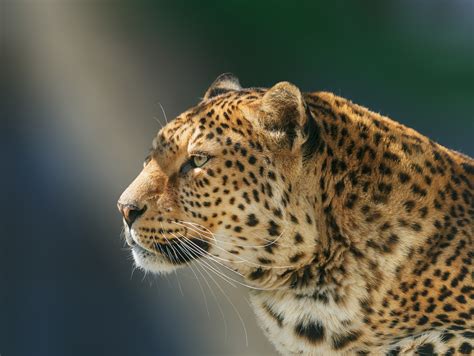 Leopard Wild Animal Hd Animals 4k Wallpapers Images Backgrounds