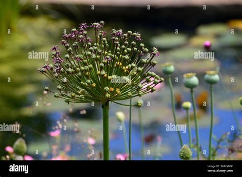 Allium Seed Heads Hi Res Stock Photography And Images Alamy