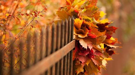 The Gorgeous Autumn Autumn Photo 38900264 Fanpop