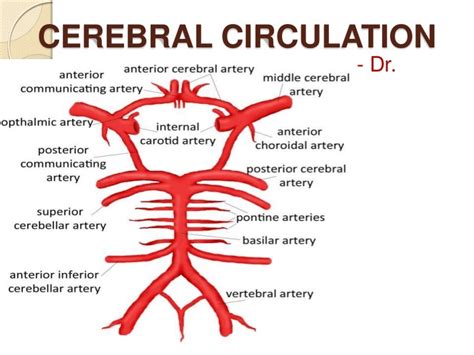 Cerebral Circulation