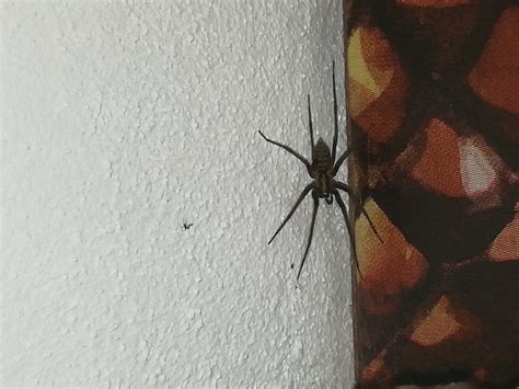 Aranha Preta Dentro De Casa