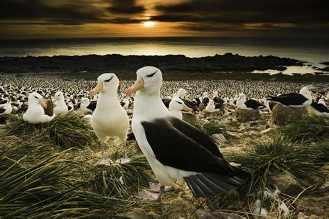 Black Browed Albatross Falkland Islands Uk Art Wolfe