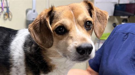 Kentucky Humane Society Rescues Dog Named Everything Beagle Wnky News