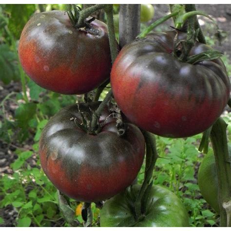 Black Krim Tomato Plant 4 Pot Delicate Skinfull Flavor Heirloom