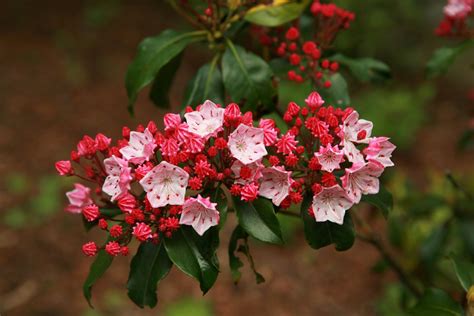 How To Grow Mountain Laurel Plants