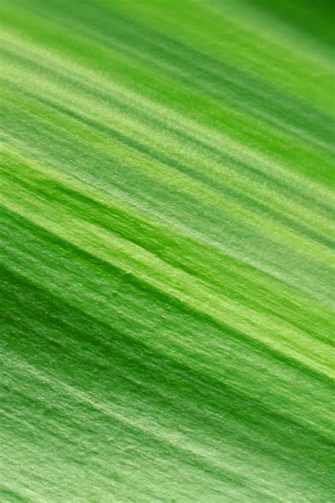 Tap And Get The Free App Nature Unicolor Leaves Texture Simple Green