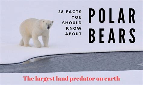 28 Amazing Facts You Should Know About Polar Bear