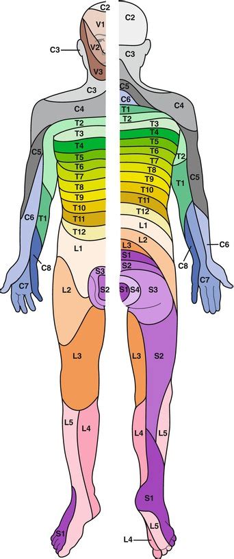 Dermatome Map Cervical Dermatome Map