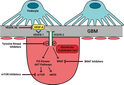 The Vascular Endothelial Growth Factor Vegf Pathway Inhibition And