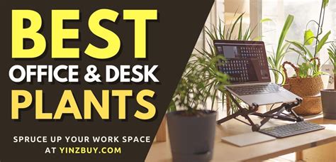 Which Plants Are Best For An Office Desk Spruce Up Work Yinz Buy