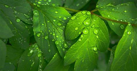 Drop Water Trickle Plants Nature Abstract Raindrop No People Purity The Leaves Morning