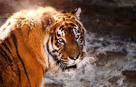 Beautiful Amur Tiger Portrait Stock Photo Image Of Amur Action