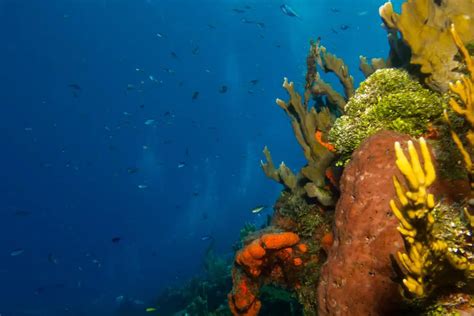 Guide To Find The Best Scuba Diving Locations In Costa Rica