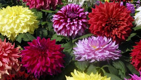 The mtfc pattern is available in tea, coffee, espresso and dinner sets as well. How to Grow Dinner Plate Dahlias | Garden Guides