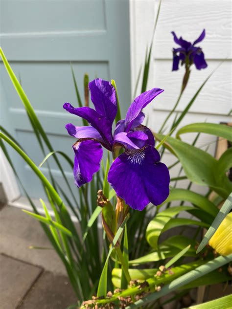 Garden Snapshot Siberian Iris A Fondness For Reading