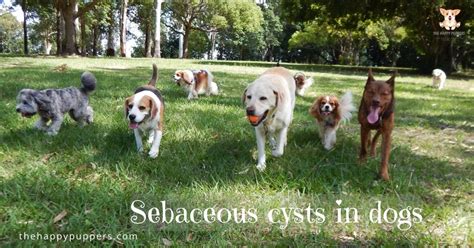 Sebaceous Cysts In Dogs Blog News Link
