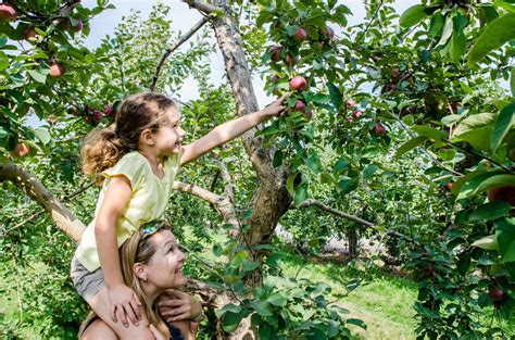 Farm Directory: Where to go for apple picking near Onondaga County